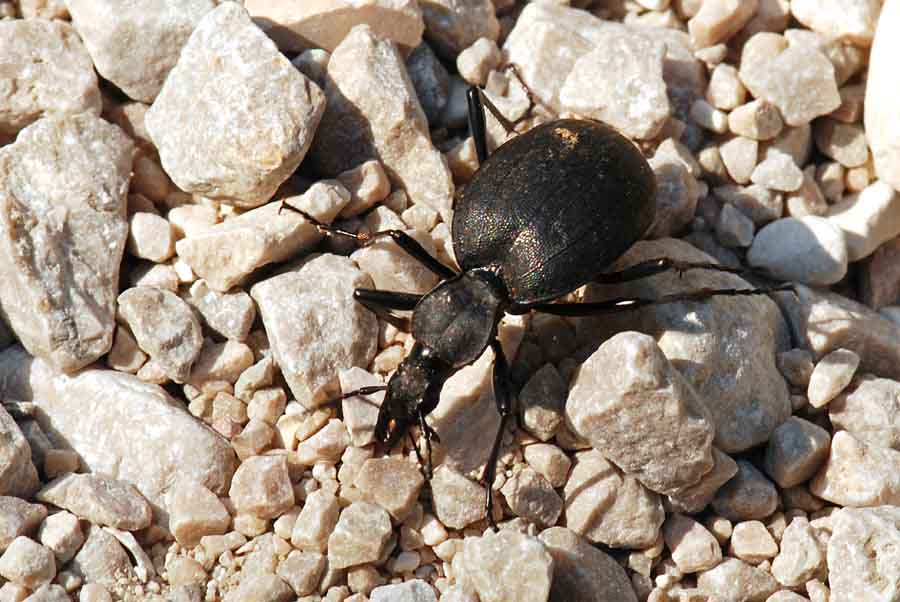 Carabidae: Cychrus italicus